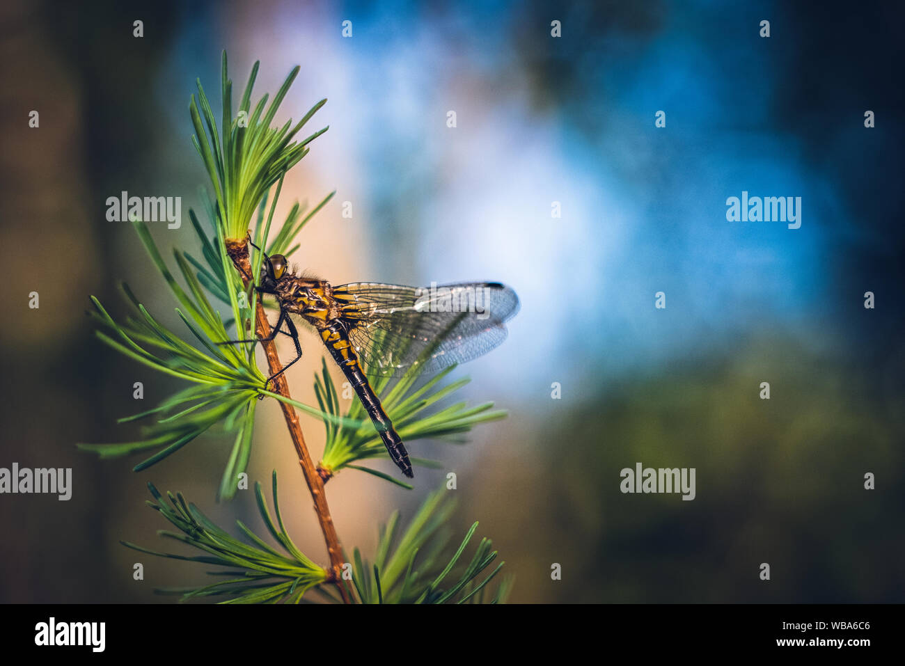 Dragonfly on Tamarack Tree Stock Photo