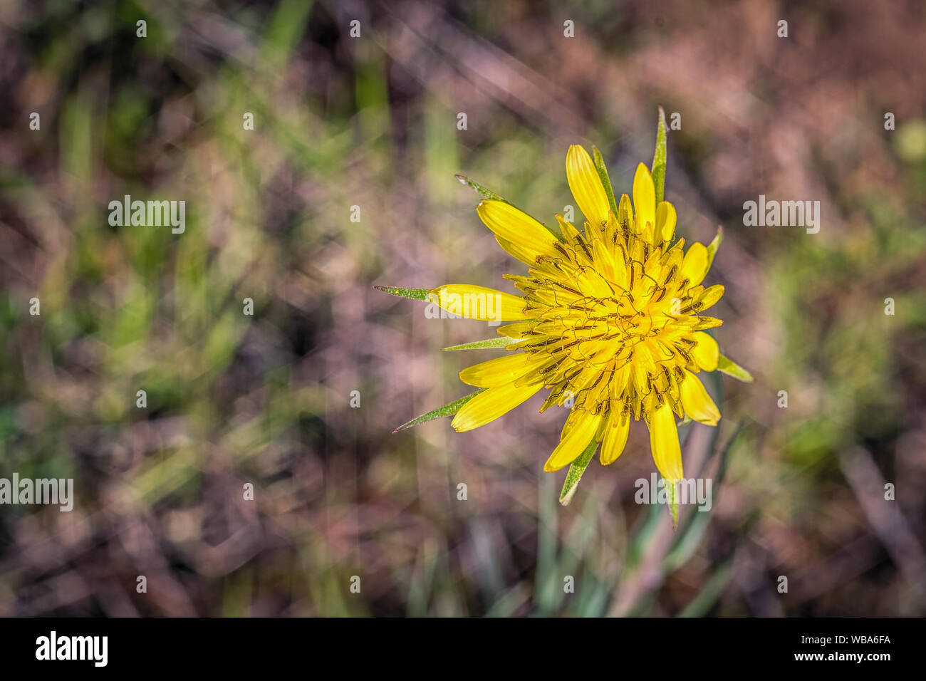 Yellow Salsify Flower Stock Photo