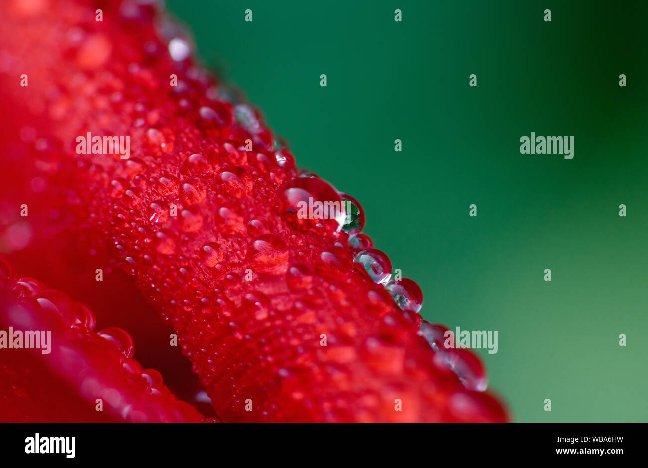 Tulip after rain hi-res stock photography and images - Alamy