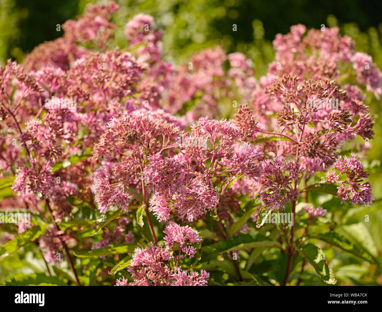 Edwards gardens toronto hi-res stock photography and images - Alamy