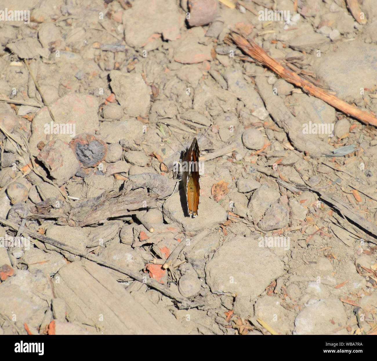 Butterfly on the soil ground. Vanessa cardui Stock Photo