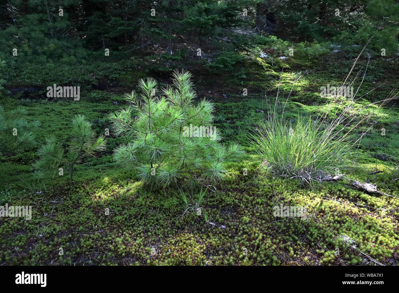 Young pine in a summer forest in Maine Stock Photo