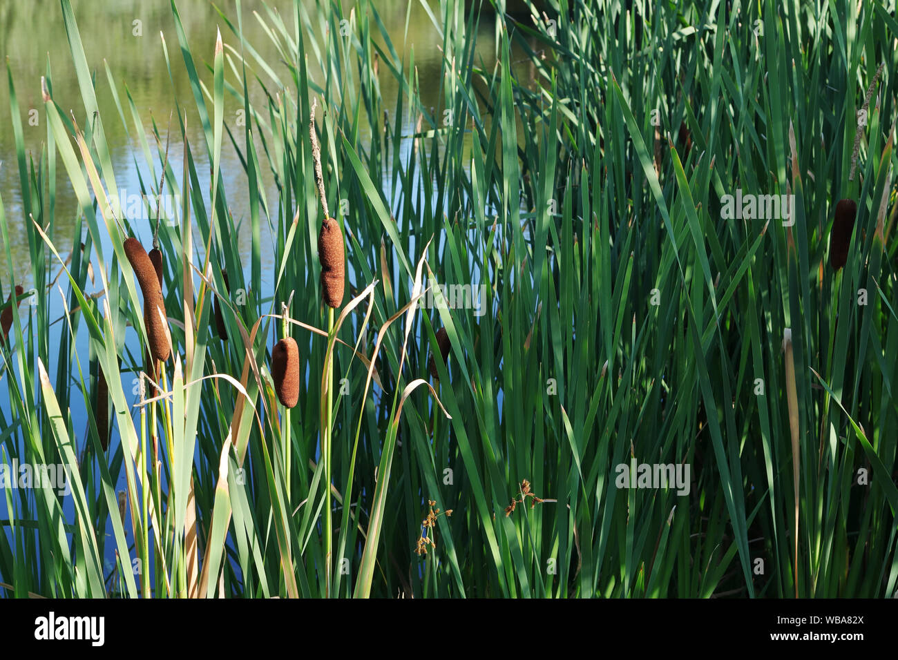 Pondside Reeds Pond natural hi-res stock photography and images - Alamy