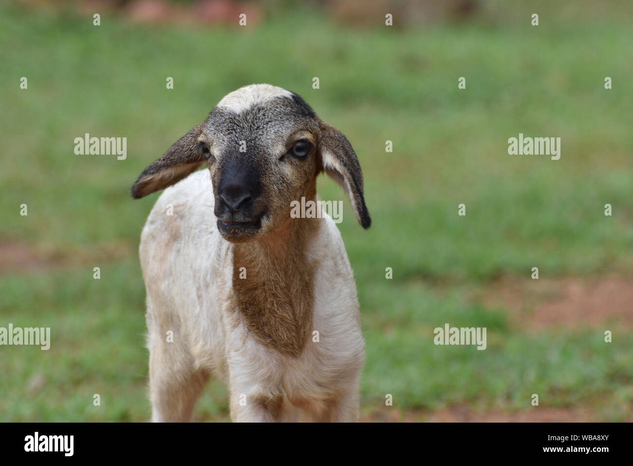lamb under the ground Stock Photo