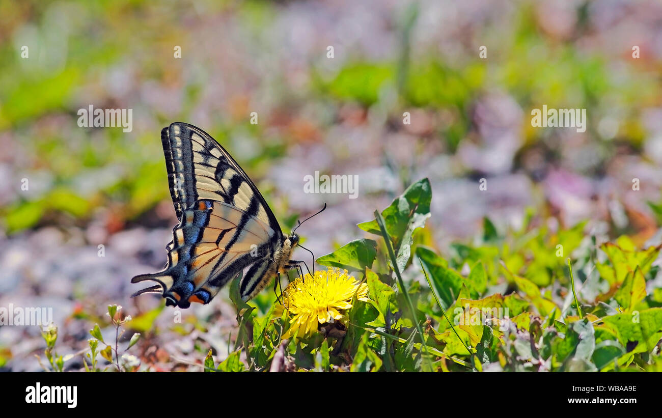 Swallowtail Butterfly sitting on yellow dandelion flower, feeding nectar. panoramic image. Stock Photo
