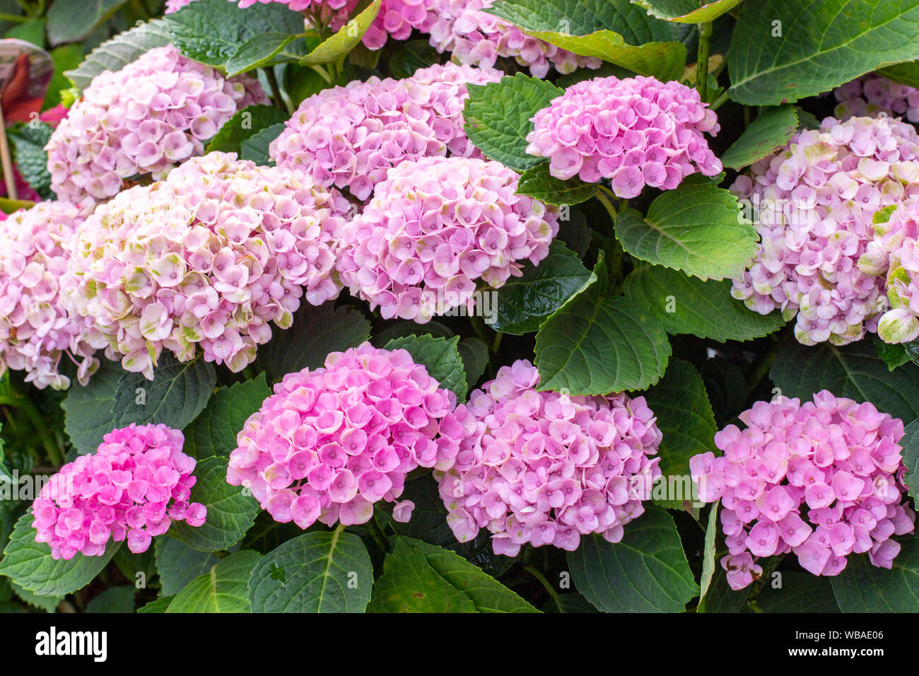 Flowering bush Hydrangea macrophylla bright pink flowers in nature ...