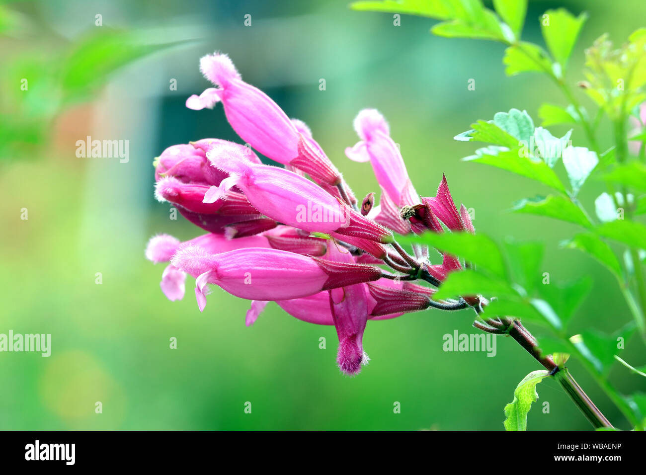 Pink flowers in garden Stock Photo - Alamy