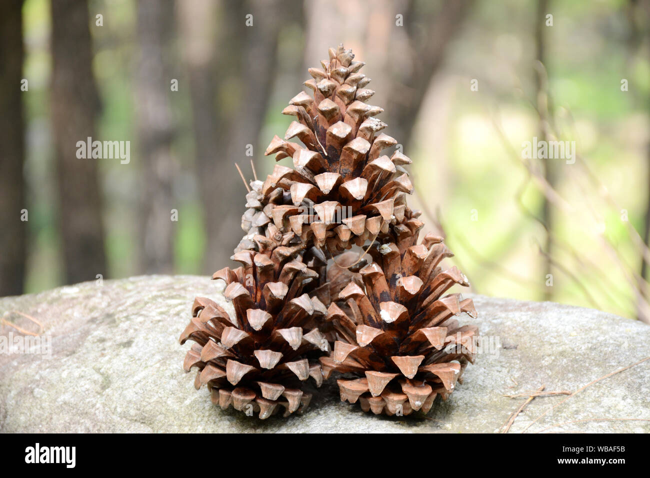 the beatiful pine cone in the indian forest Stock Photo Alamy