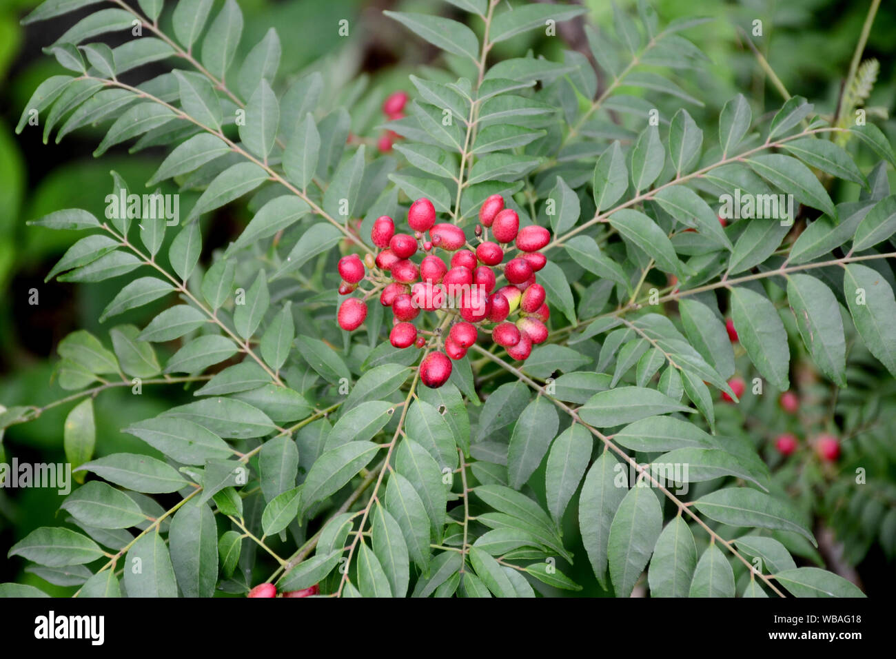 the grean leafs and these fruits. Stock Photo