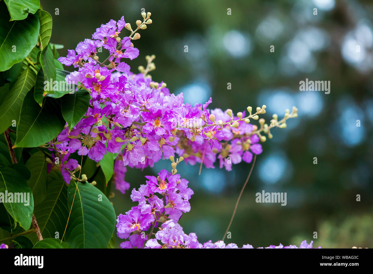 Pride of India flower on tree. Stock Photo