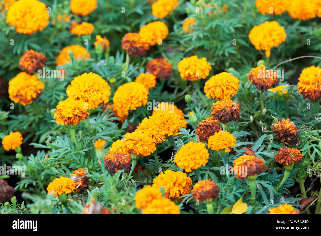 Marigold flowers wither in the garden Stock Photo Alamy