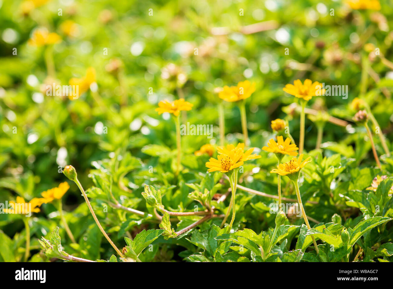 Selectively focused  Singapore dailsy flower in the morning time. Stock Photo