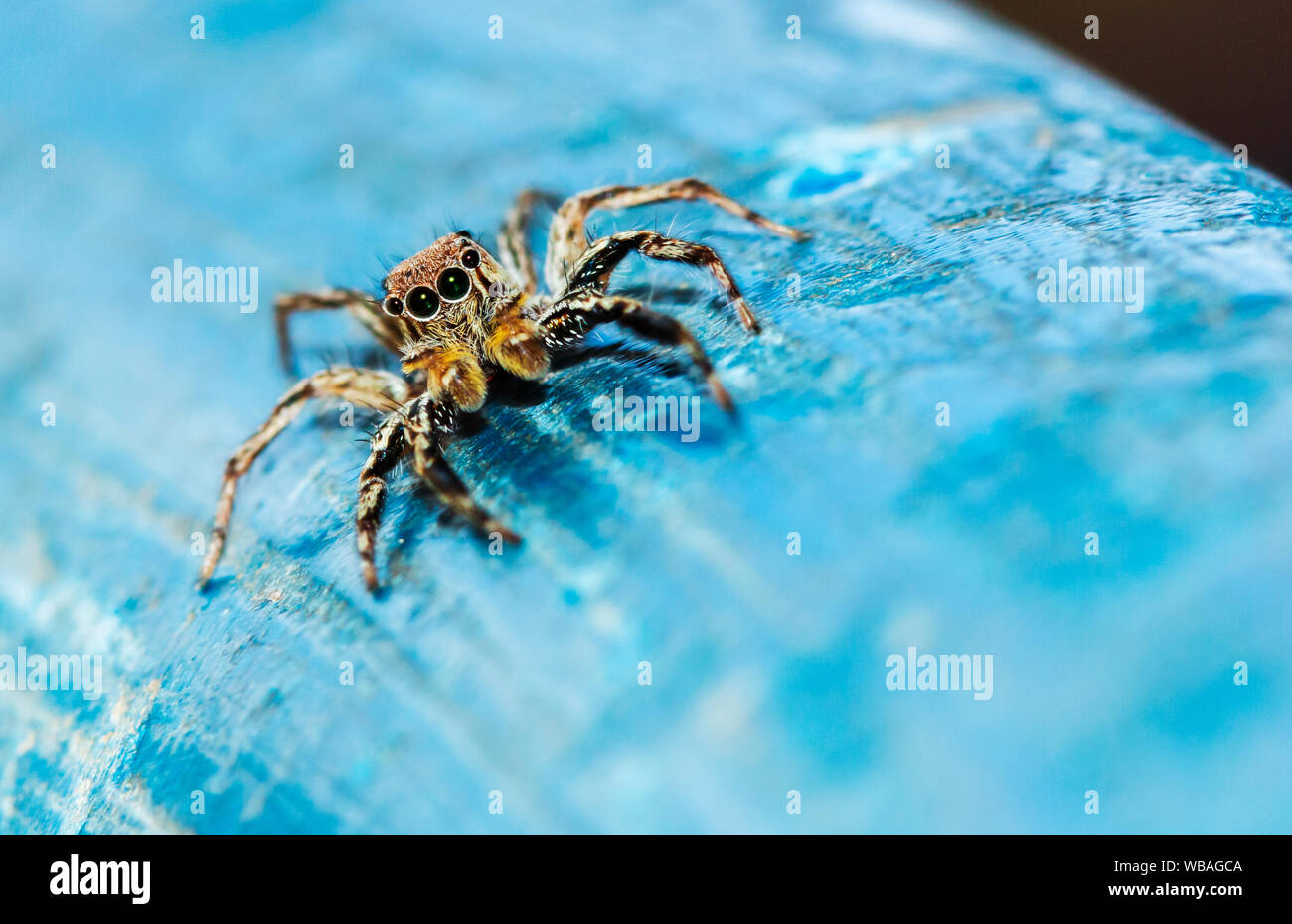 Jumping spider on blue old plastic background. Stock Photo