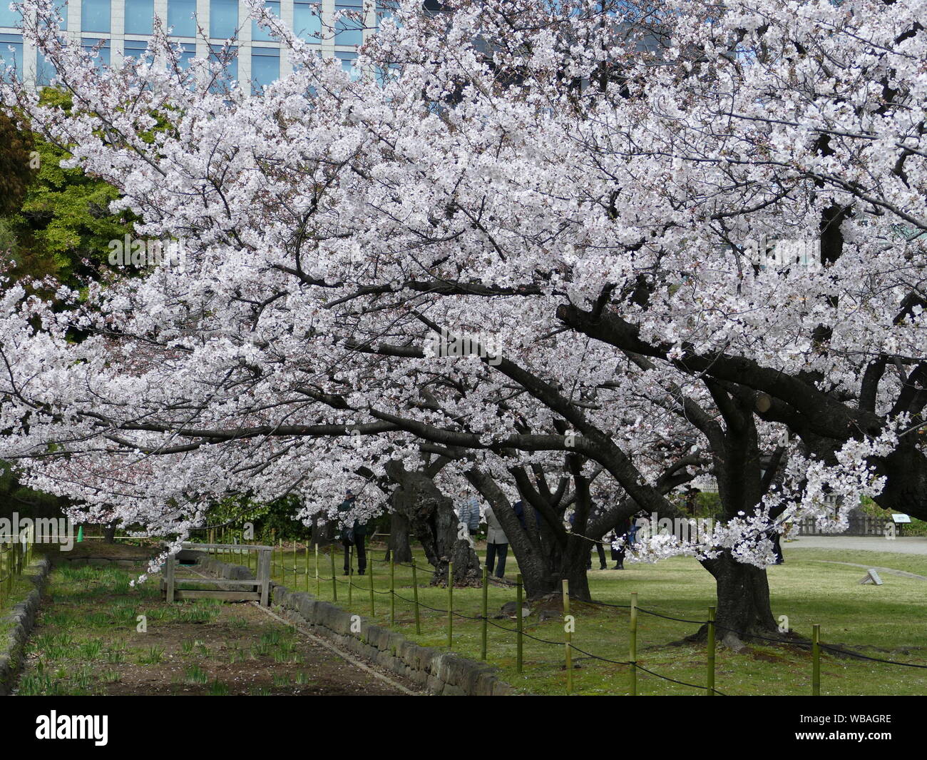Cherry Blossom Trees in Tokyo, Japan Stock Photo