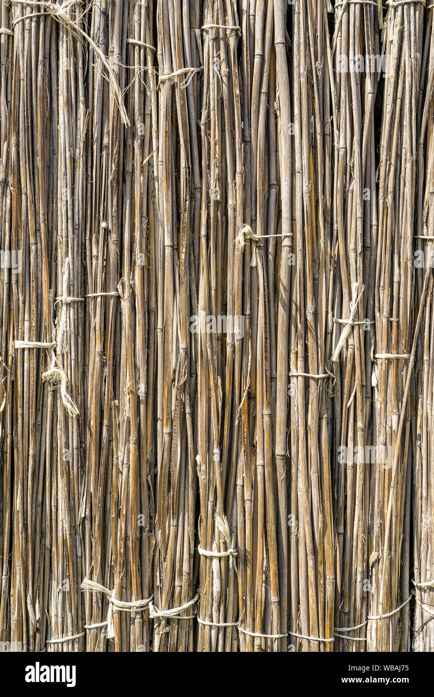 A background of dry reeds drawn by wire. Gray fence of dry stems. Dry
