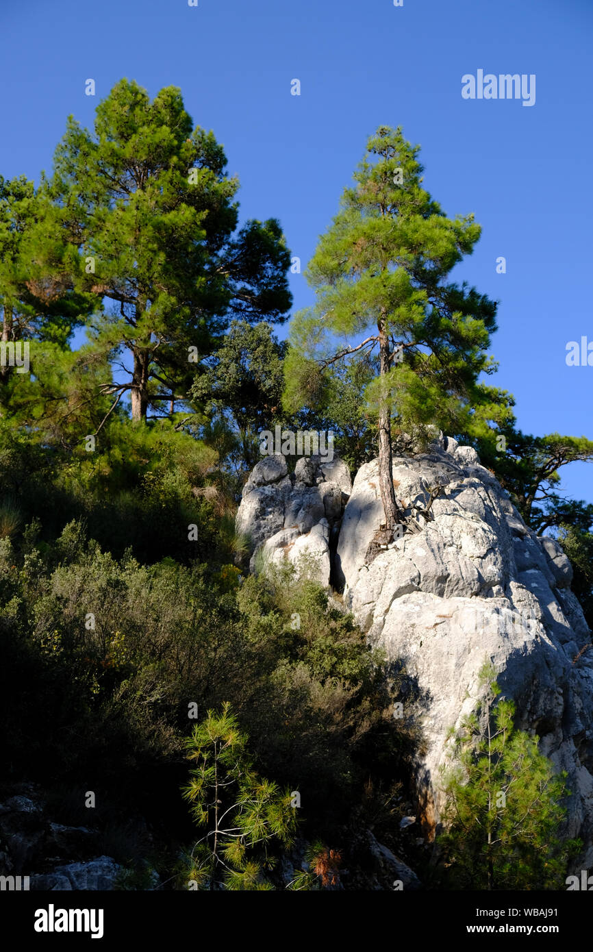 red pine trees growing in difficult conditions on rocks Stock Photo Alamy