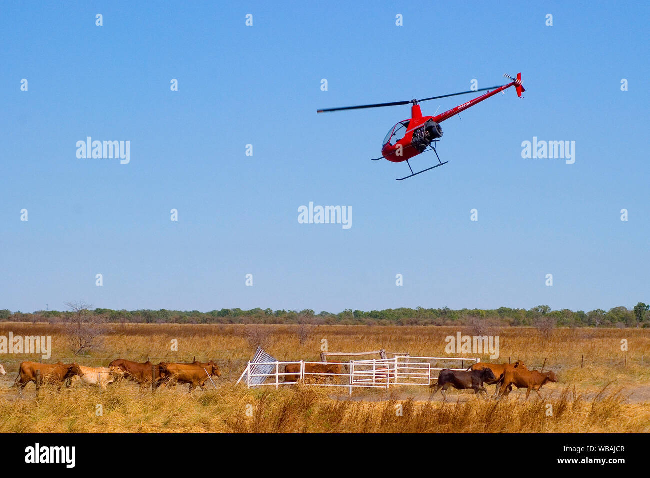 Australia cattle helicopter hires stock photography and images Alamy