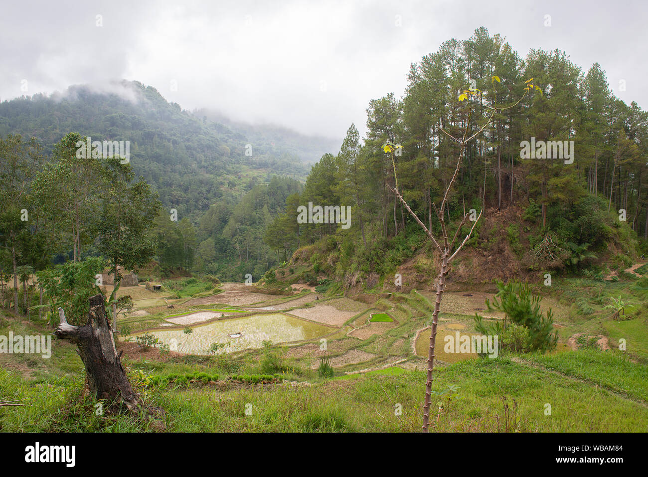 Green and brown rice terrace fields in Tana Toraja, South Sulawesi, Indonesia Stock Photo