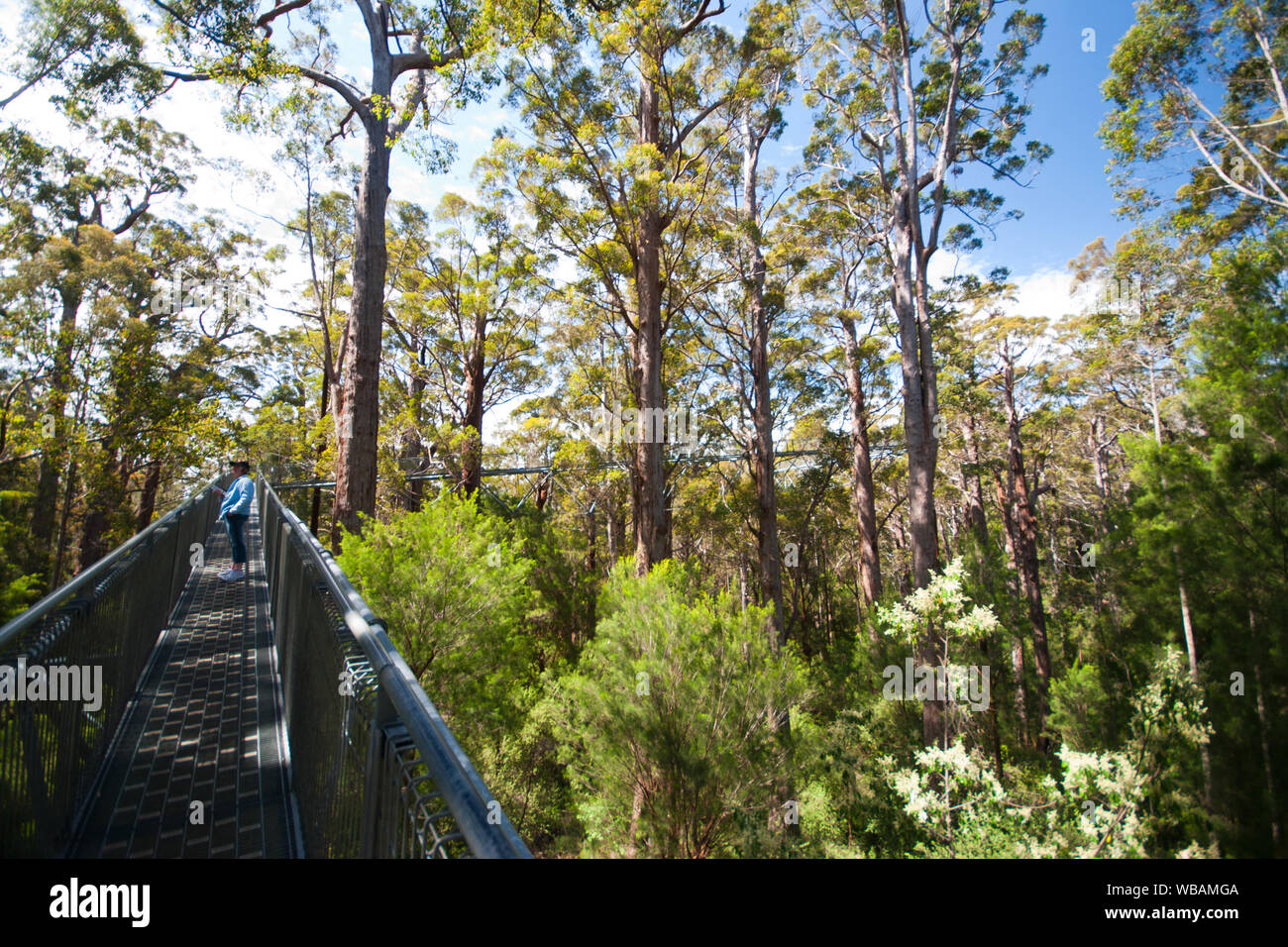 Valley of the Giants Treetop Walk, steel truss-supported walkway in forest of Red tingle (Eucalyptus jacksonii). Walpole-Nornalup National Park, Weste Stock Photo