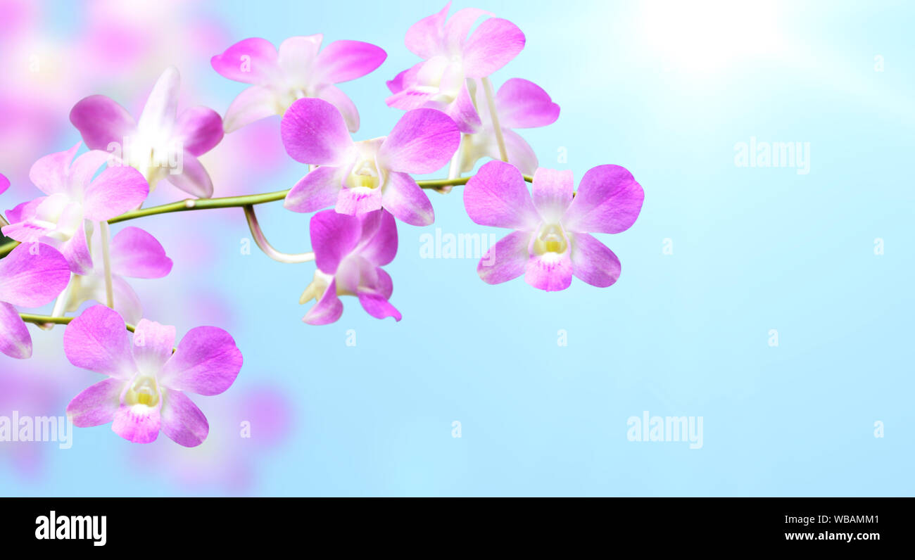 Flowers of orchid of violet color on blurred sunny background of blue color. Mock up template. Copy space for your text Stock Photo