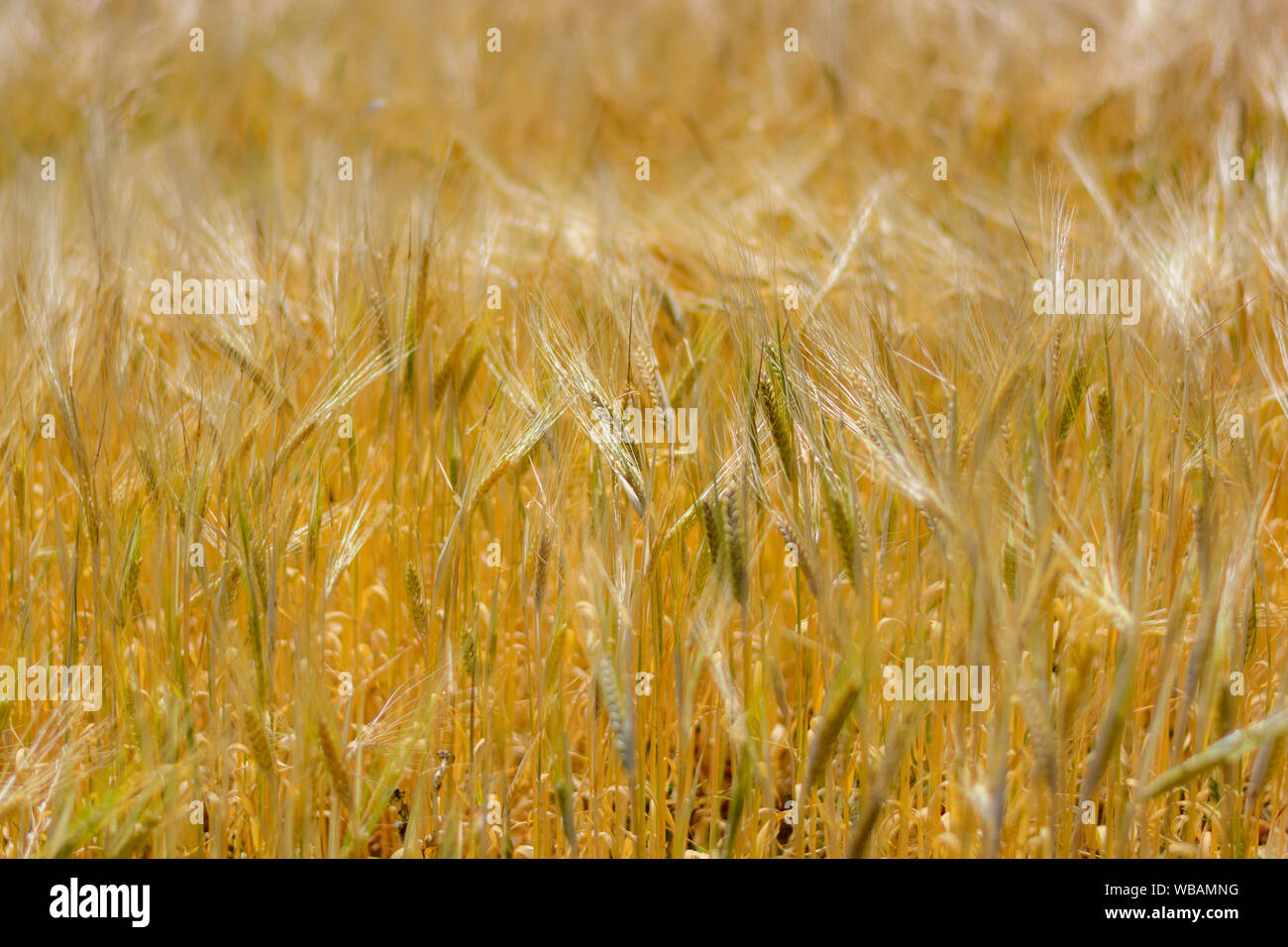 Outdoor golden grain  on a hot summer sunny day with blurry background Stock Photo