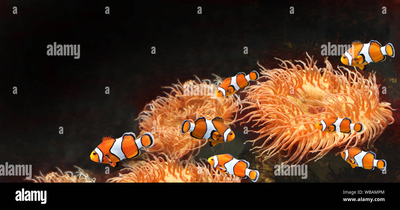 Horizontal banner with sea anemone and clown fish on black background. Mock up template. Copy space for text Stock Photo