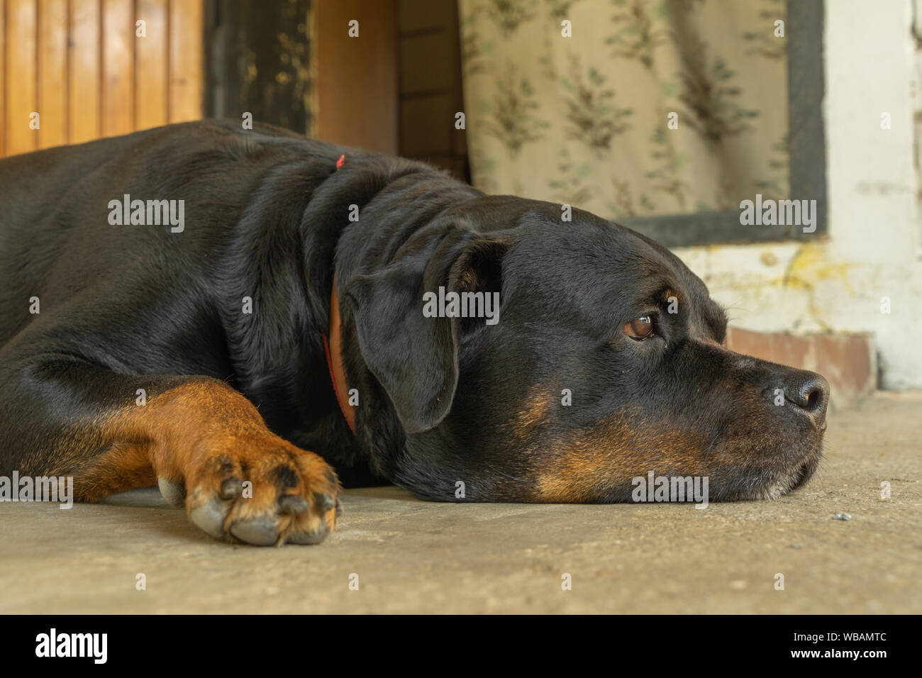 Rottweiler ears hi-res stock photography and images - Alamy