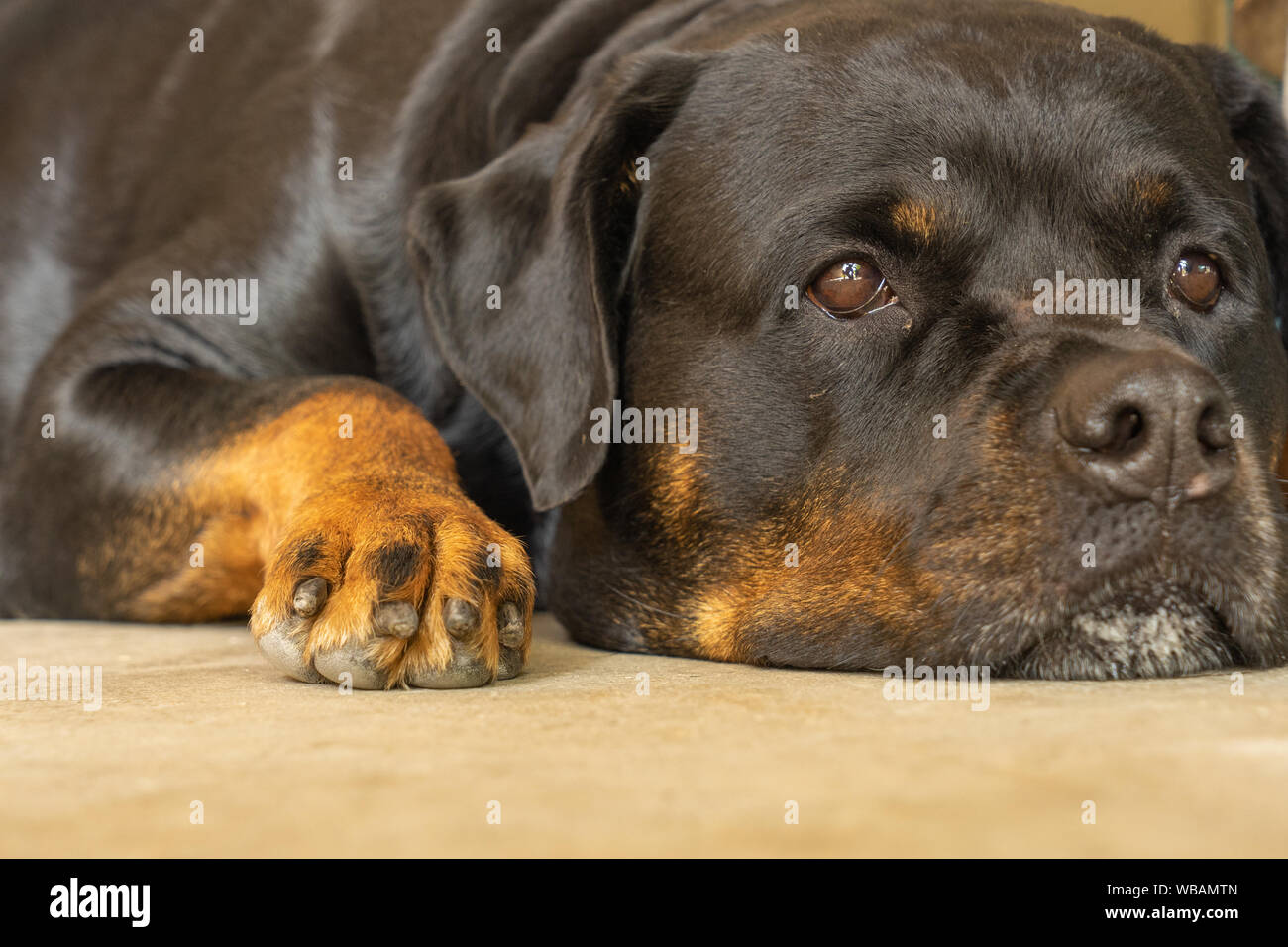 Sad rottweiler best sale