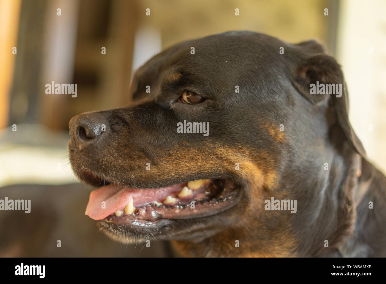 Sitting Rottweiler Pup Stock Photos Sitting Rottweiler Pup