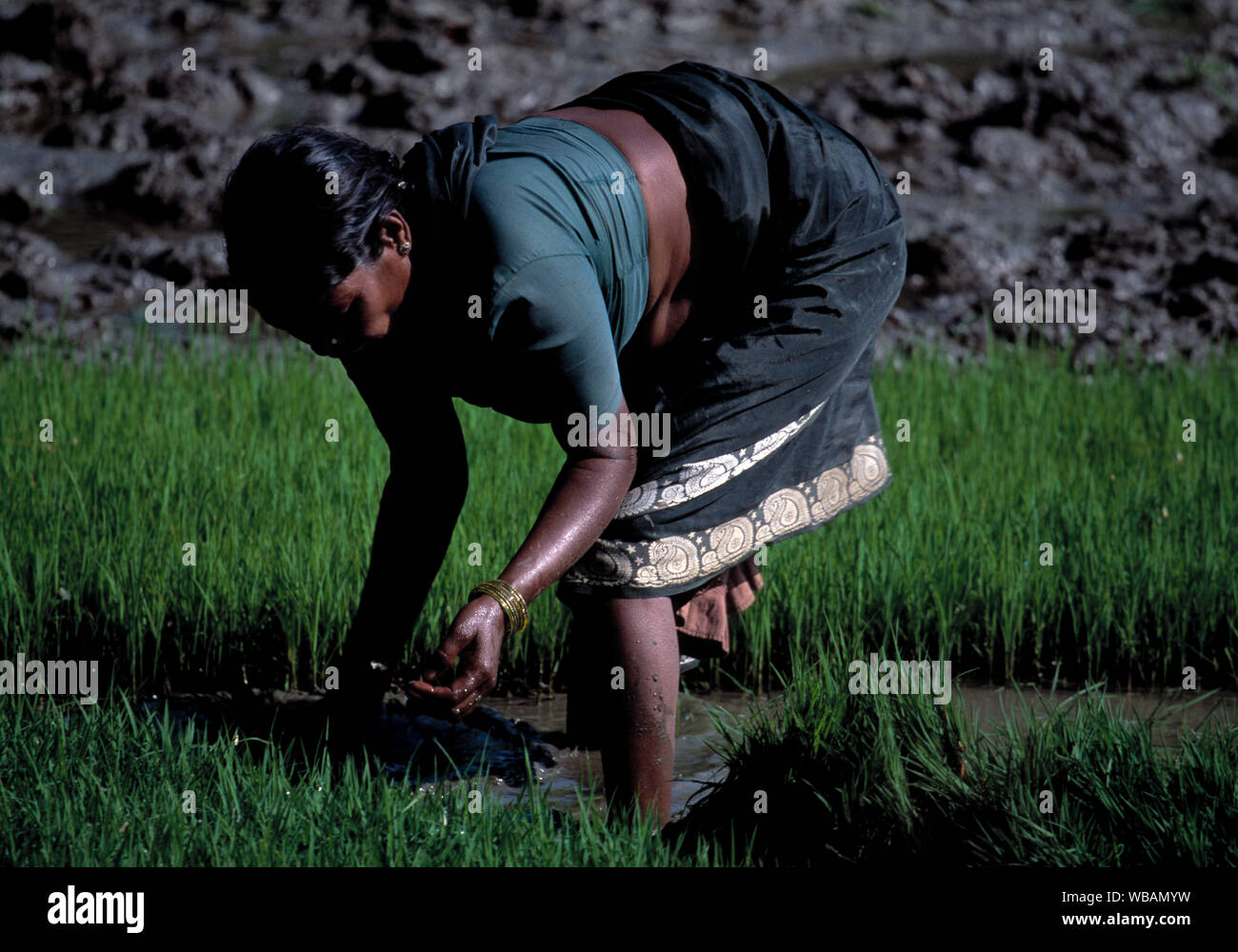 asia, asian, india, indian, woman planting rice in paddy field Stock Photo