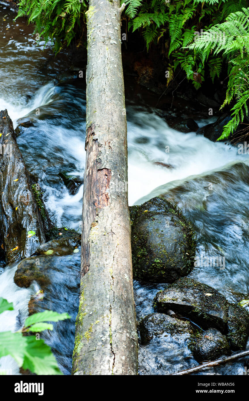 Stream in forest hi-res stock photography and images - Alamy