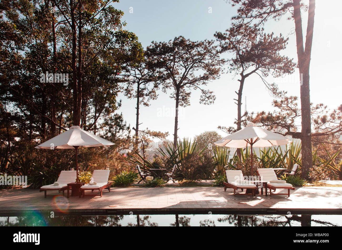 Tropical resort style swimming pool in pine forest under sunlight with flare in late winter and white pool beds and umbrellas Stock Photo