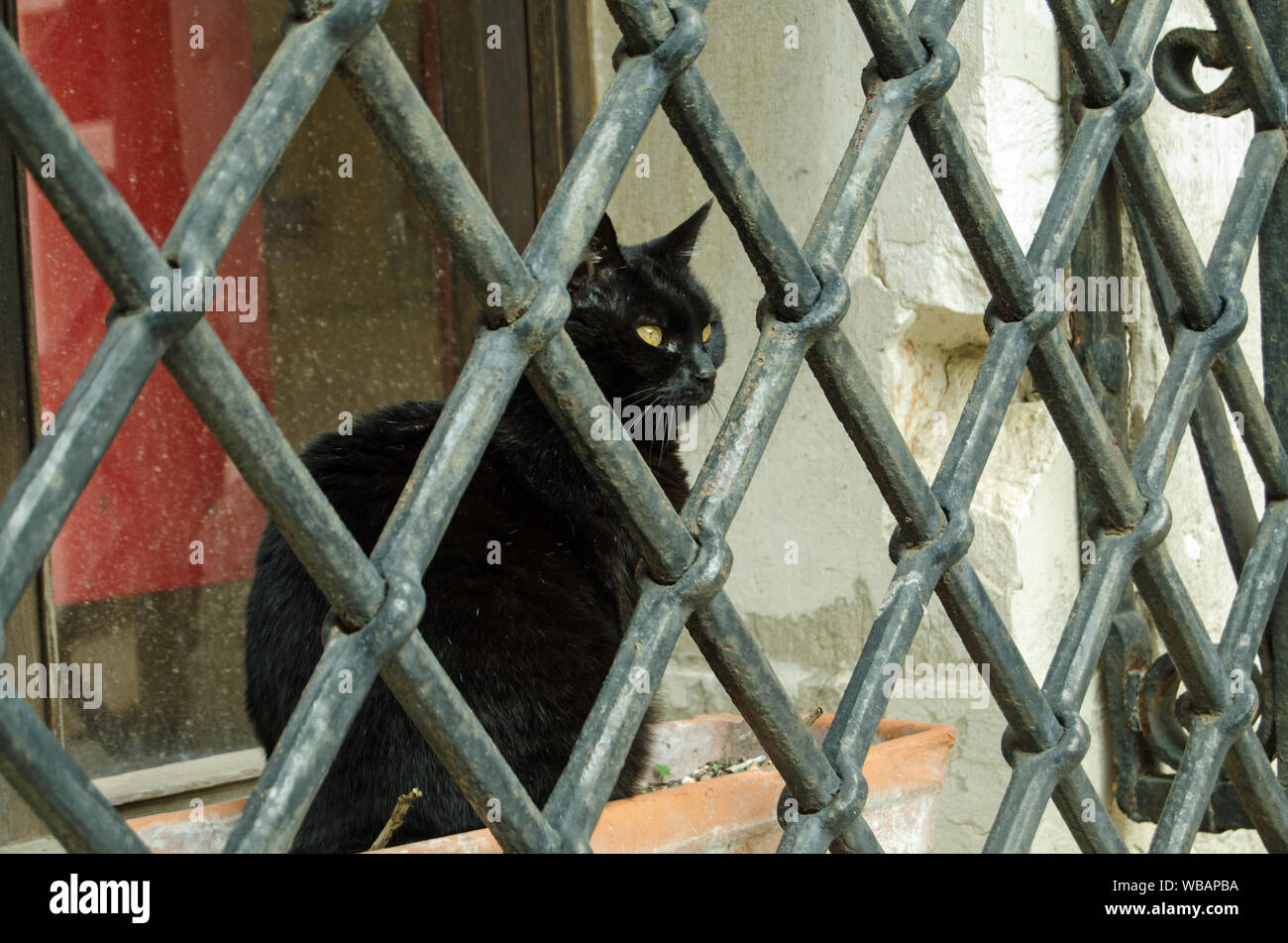 A black cat sitting in a flower trough and staring through some formidable metal bars outside a ground floor apartment in Venice, Italy. Stock Photo