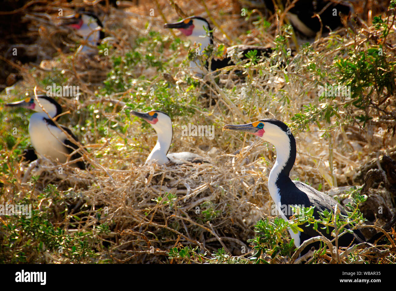 Pied cormorants (Phalacrocorax varius), nesting area. The breeding cycle is heavily influenced by the availability of food. Bird Island, Shoalwater Is Stock Photo