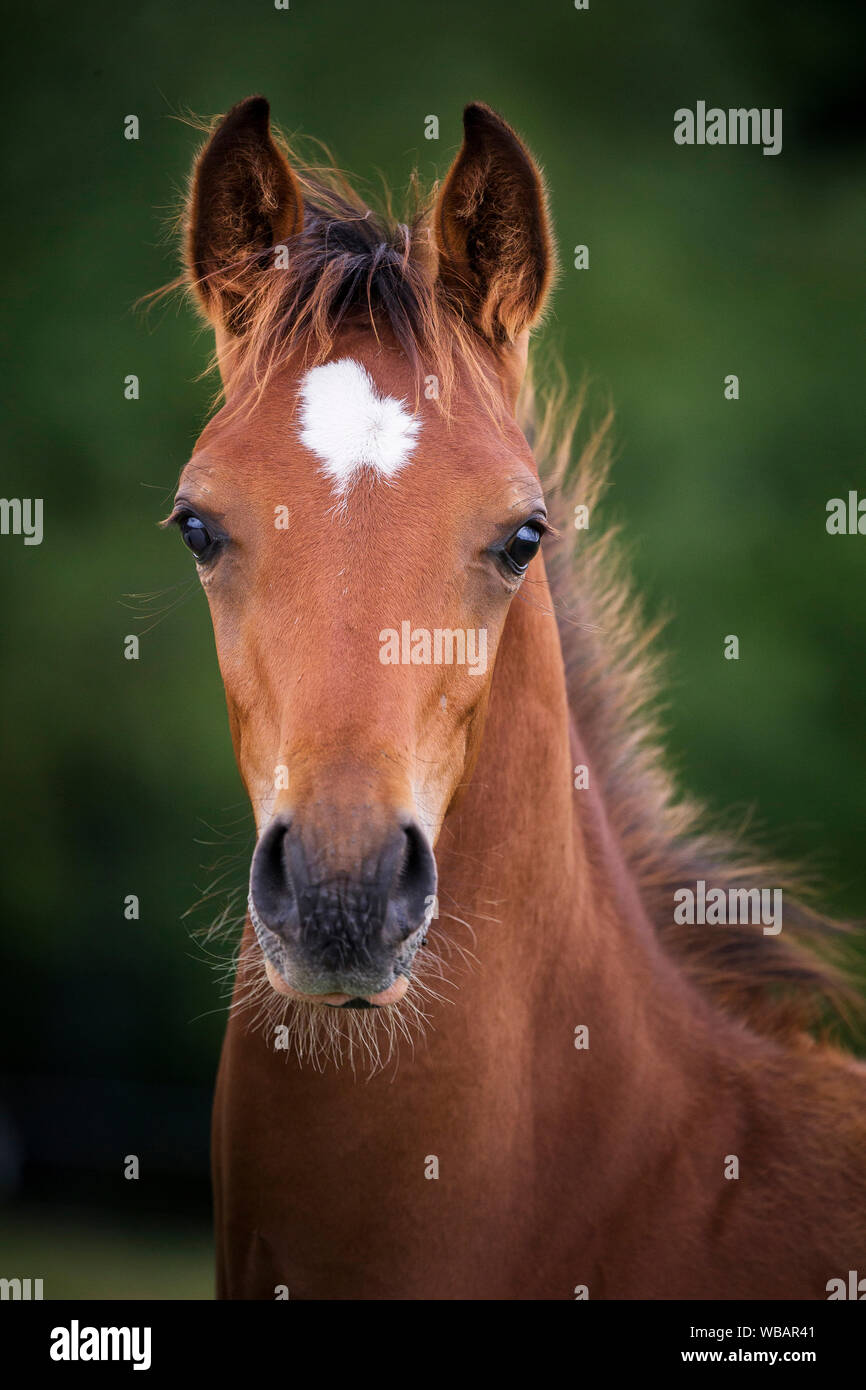 Arabian Horse. Portrait of bay foal. Austria Stock Photo