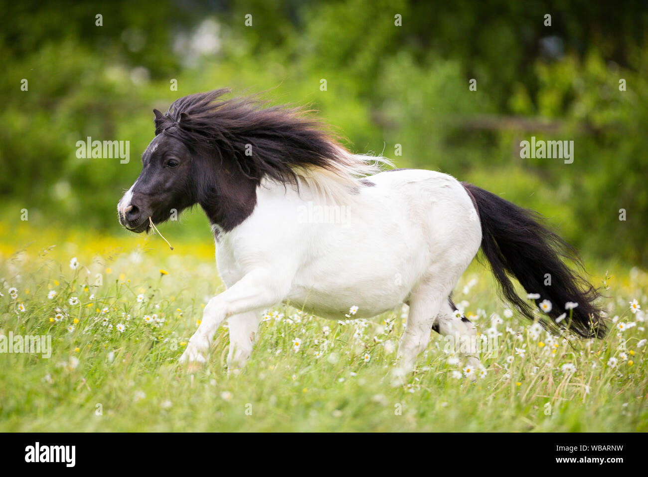 Shetland Pony. Piebald gelding galloping on a pasture. Switzerland Stock  Photo - Alamy