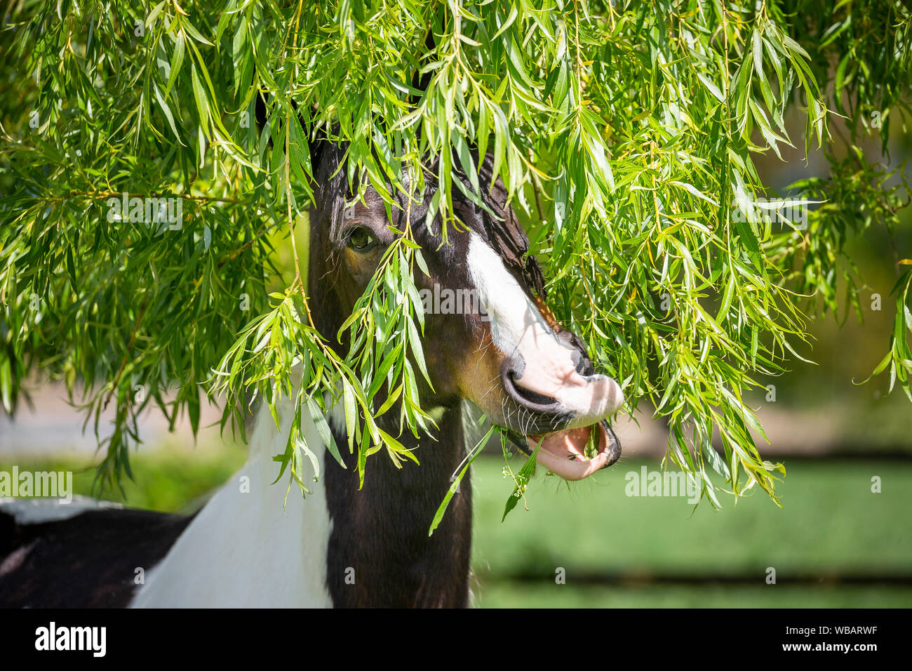 Willow horse hires stock photography and images Alamy