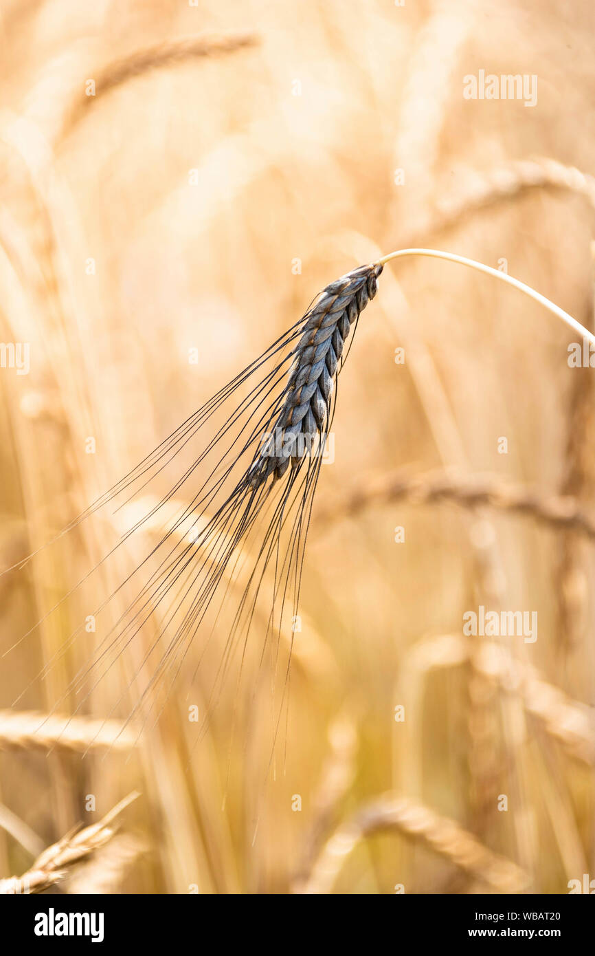 Emmer Wheat (Triticum dicoccum), ripe ear on a field. Germany Stock Photo