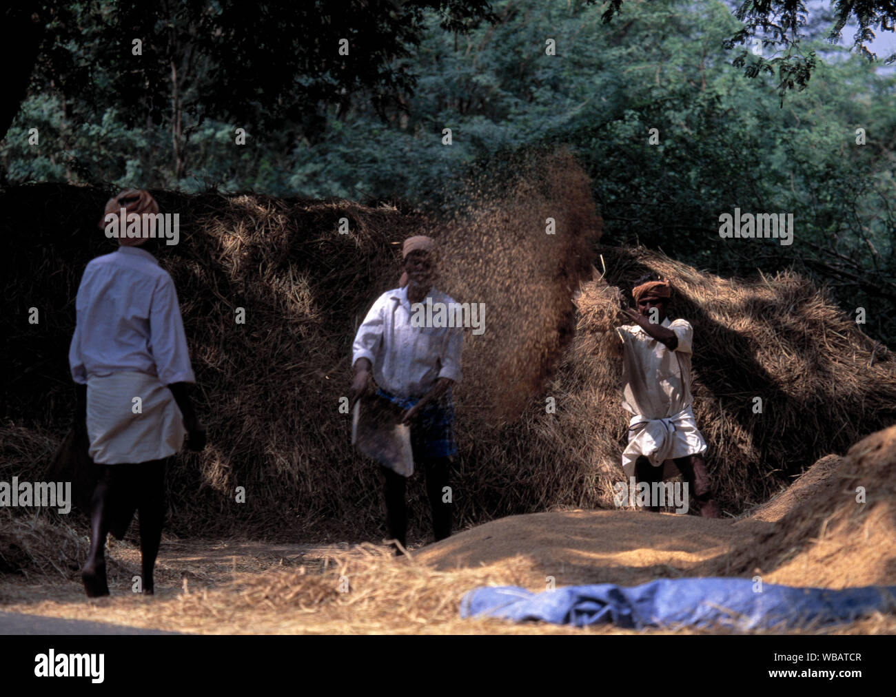 asia, asian, india, indian farmers harvesting grain crops Stock Photo