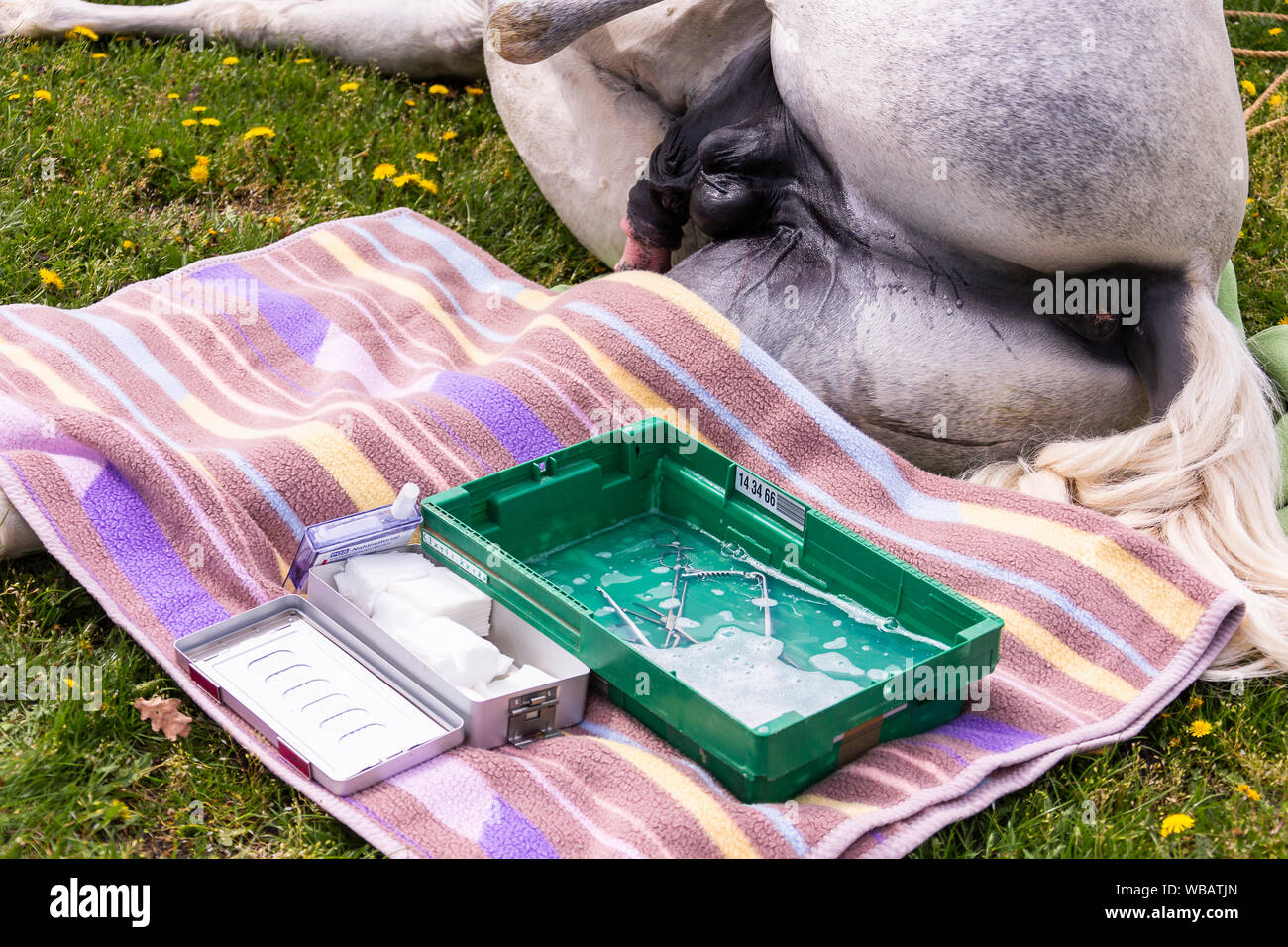 Animal castration hires stock photography and images Alamy