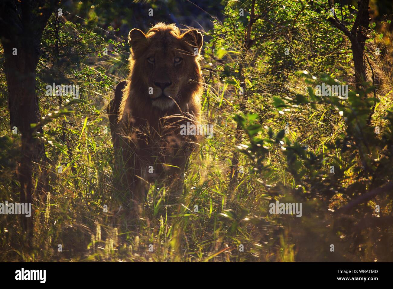 Lion in nature hi-res stock photography and images - Alamy