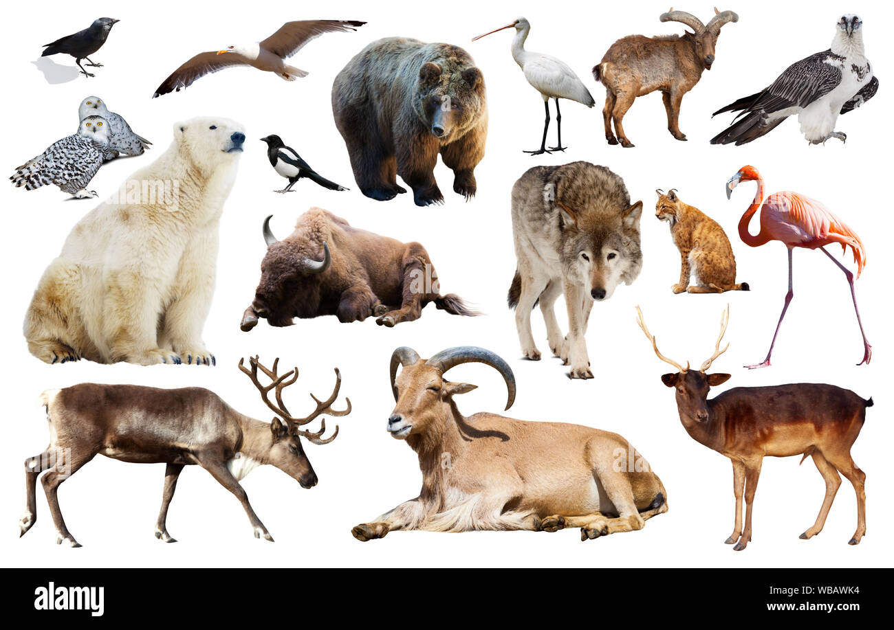 Set of bear and other european animals Isolated on white background