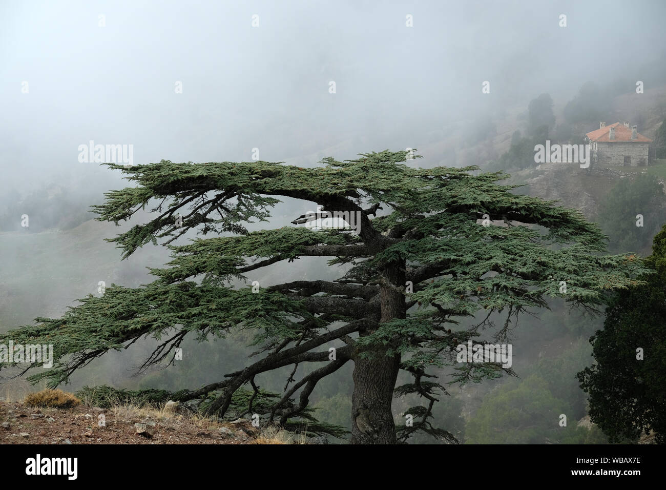 Cedrus libani, commonly known as the cedar of Lebanon or Lebanon cedar, is a species of cedar native to the mountains of the Eastern Mediterranean bas Stock Photo