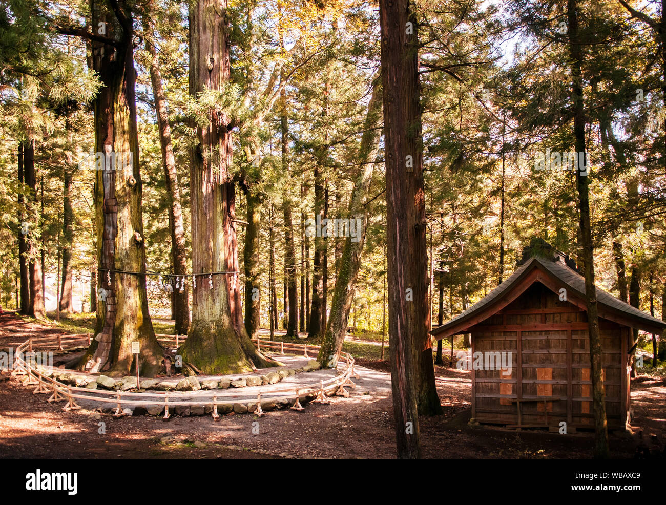 Giant sacred cedar trees at Kawaguchi Asama shrine, Kawaguchiko, Japan Stock Photo