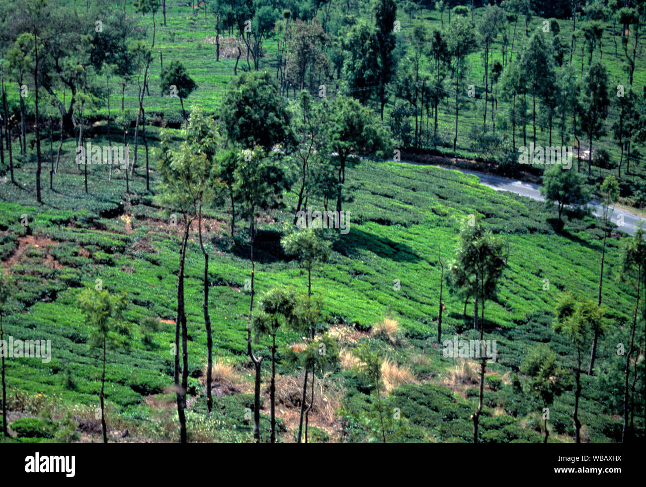 india tea plantation elevated image Stock Photo