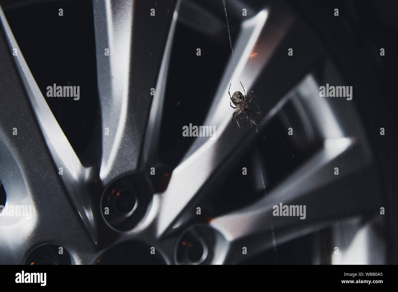 A spider is weaving a web on the alloy rim of a new car. Bad sales concept photo. Insect in a car showroom. Stock Photo