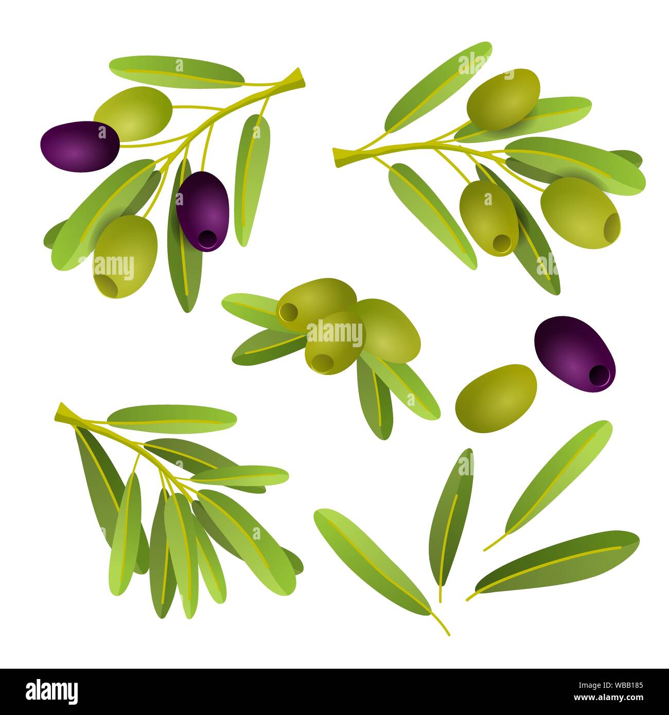 Flat illustration of black and green olives branch isolated on white ...
