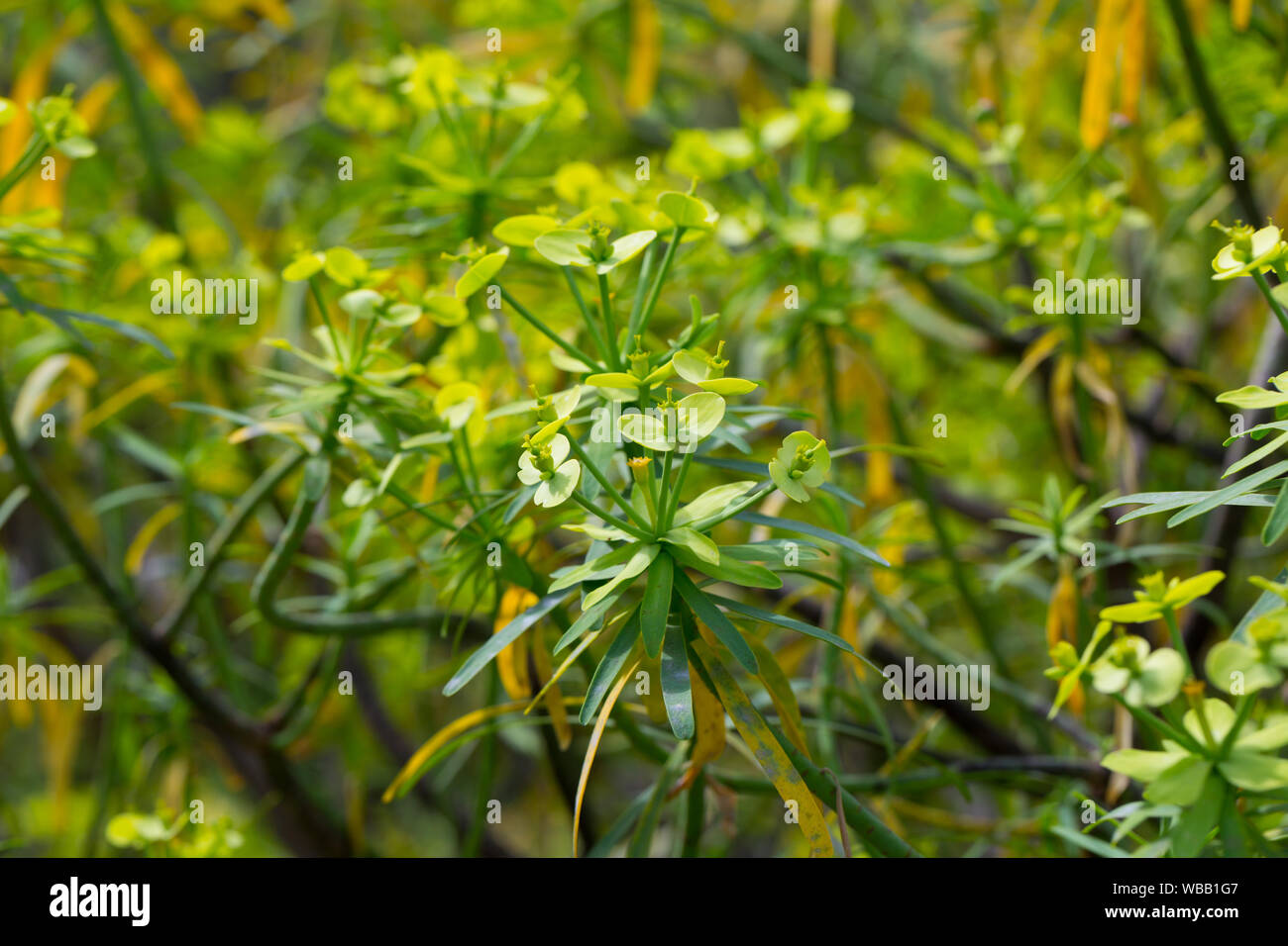 Leaves of Tabaiba salvaje (Euphorbia regis-jubae) closeup. Canary Islands Stock Photo