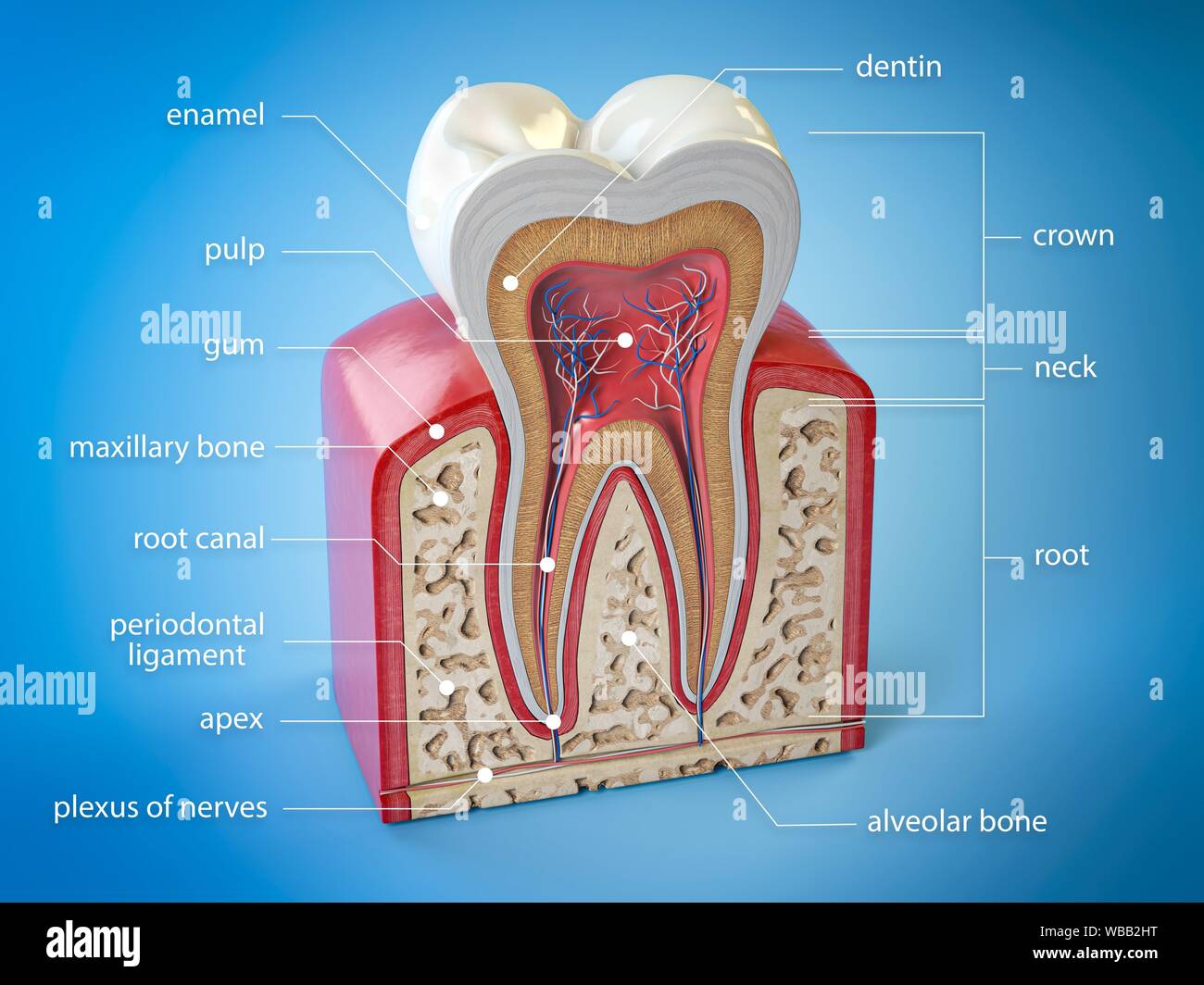 Dental tooth anatomy. Cross section of human tooth with infographics