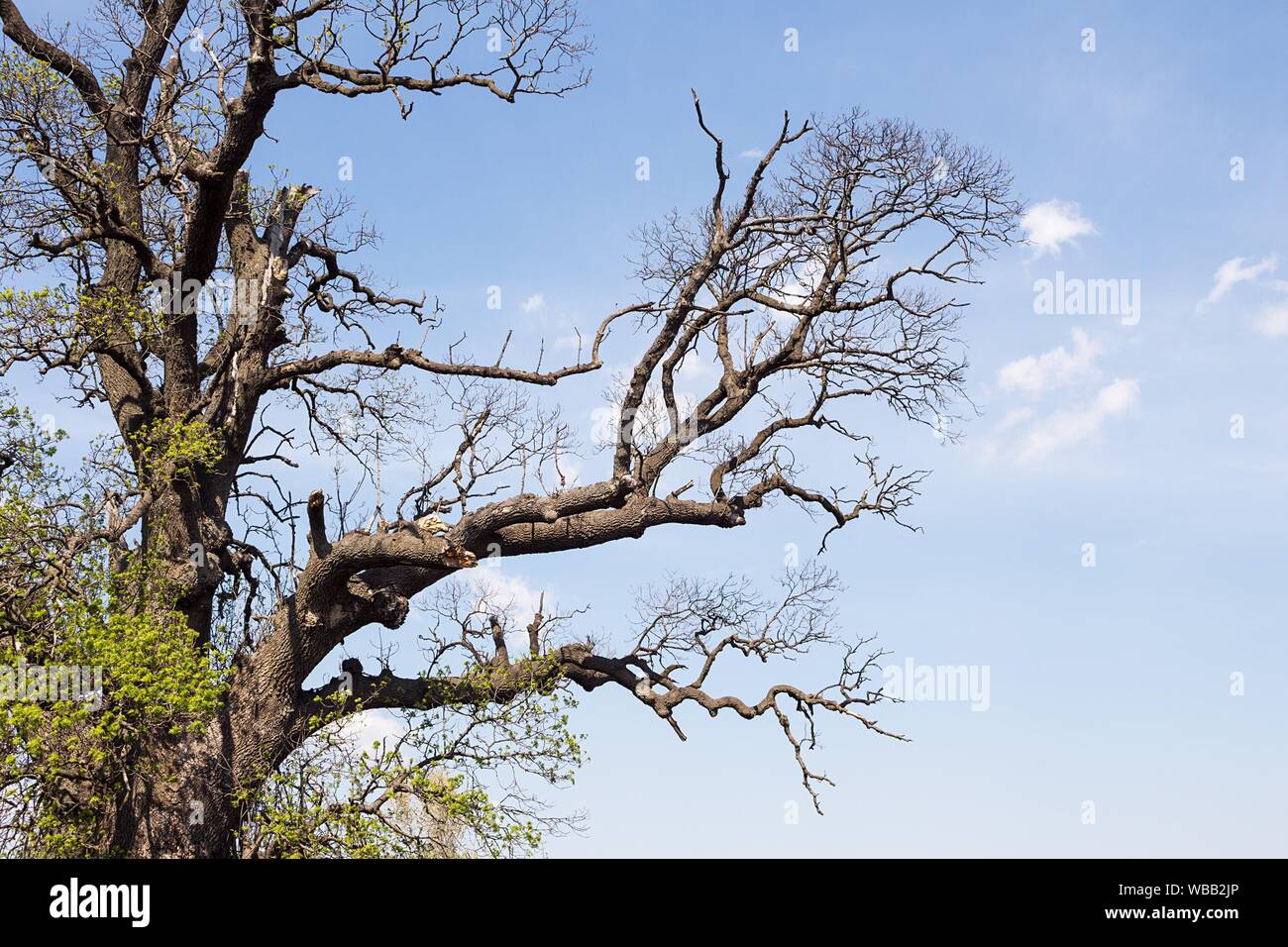 Old Ash Tree With Beautiful Canopy In The Nature Stock Photo Alamy